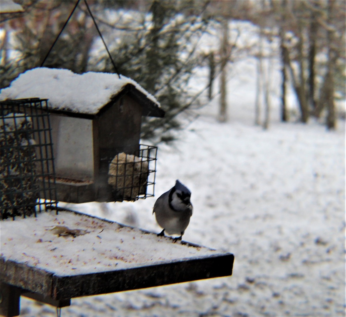 Blue Jay - ML646327129