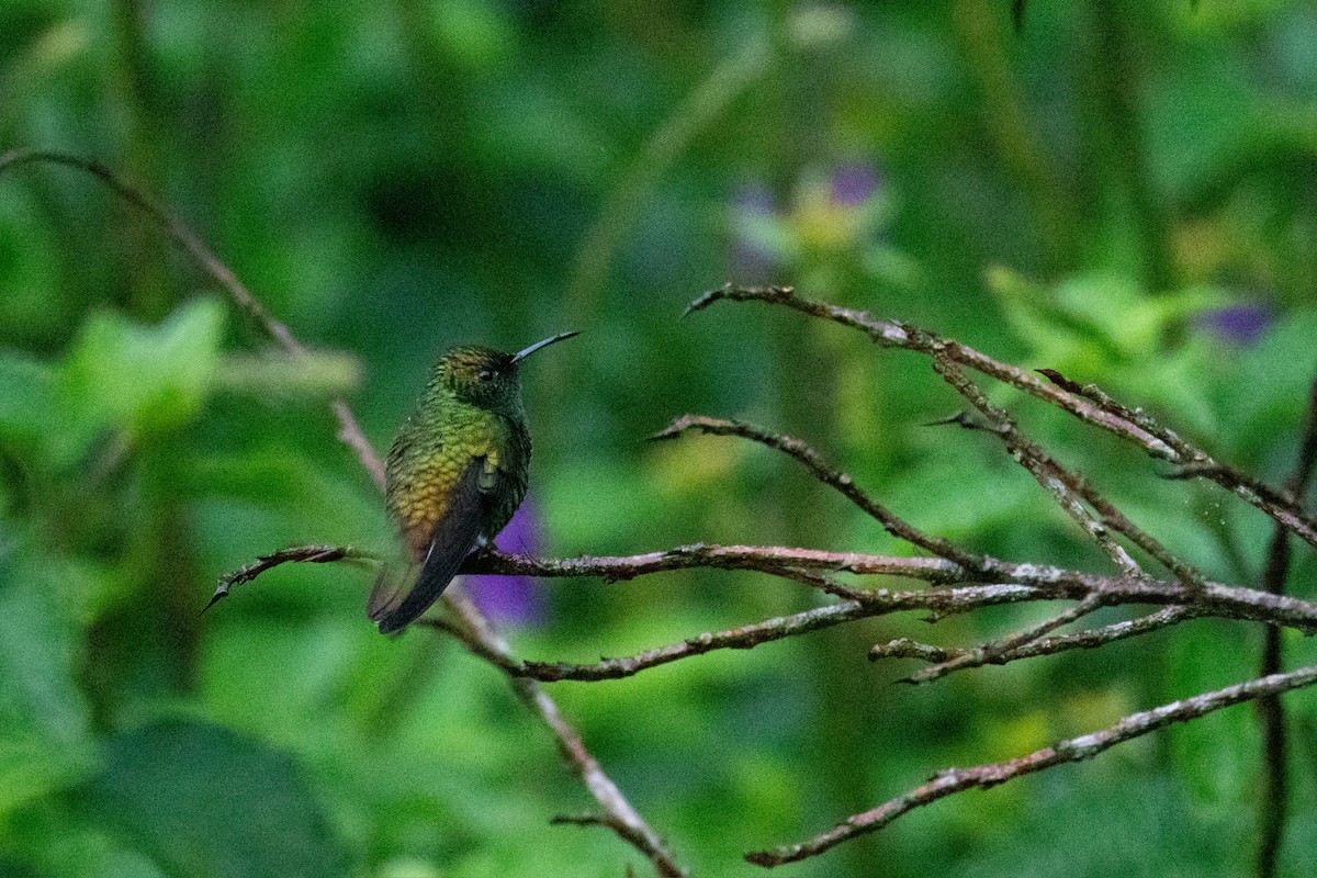 Coppery-headed Emerald - ML646327131