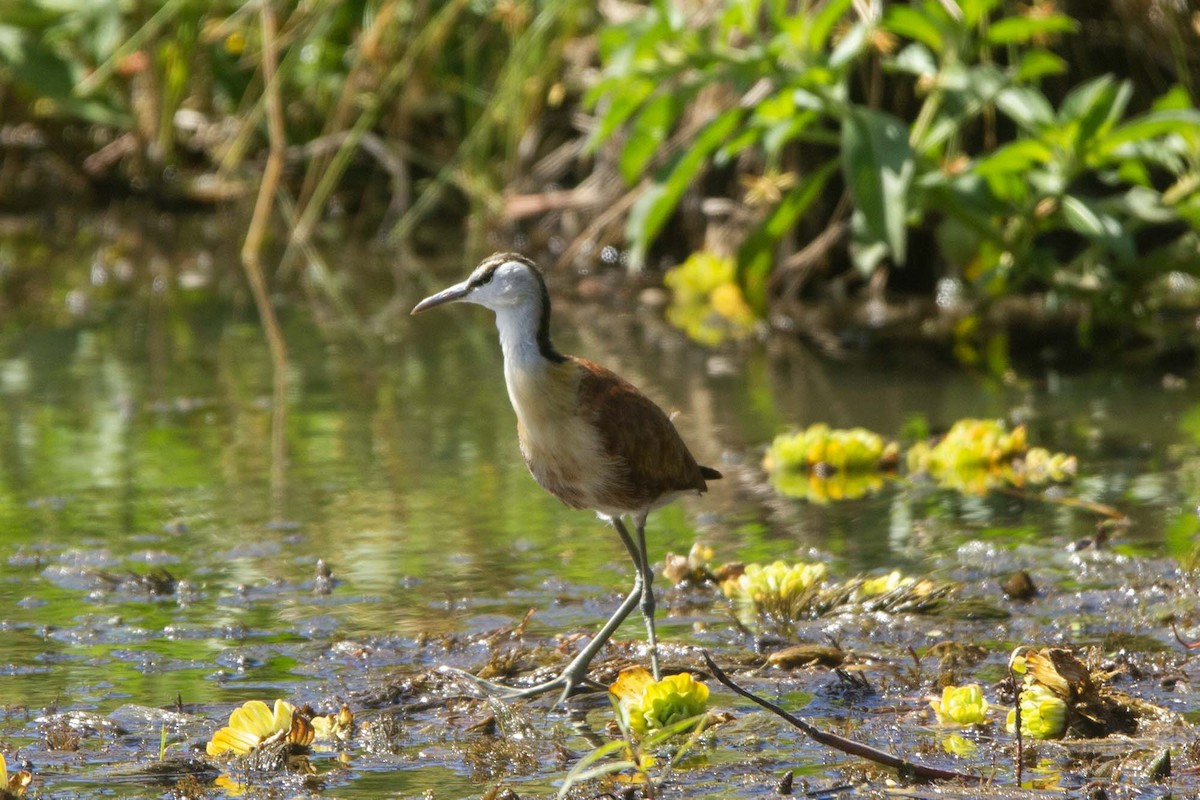 Afrika Jakanası - ML646327133