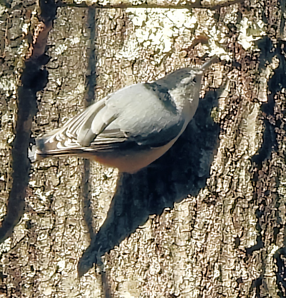 White-breasted Nuthatch - ML646327135