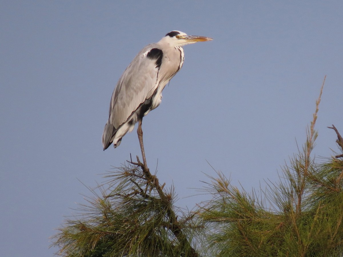 Gray Heron - ML646327136