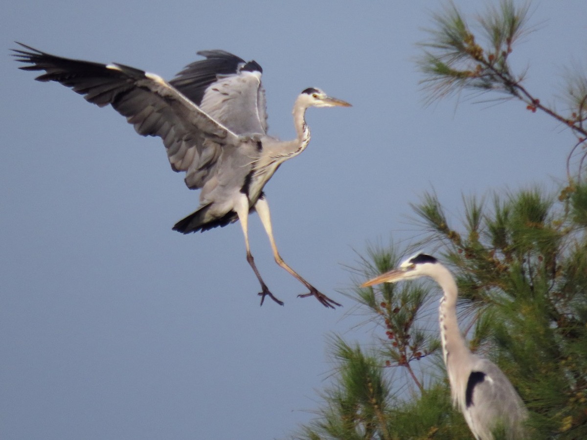 Gray Heron - ML646327137