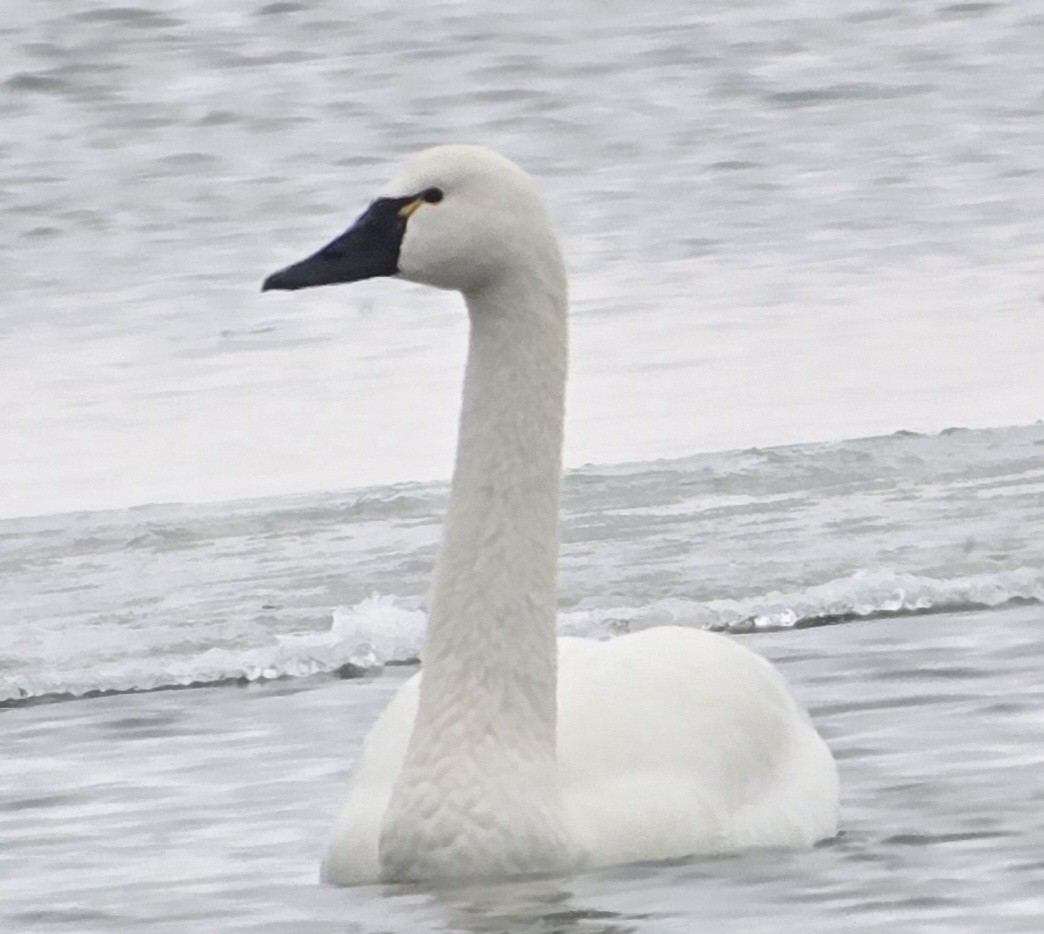 Tundra Swan - ML646327153