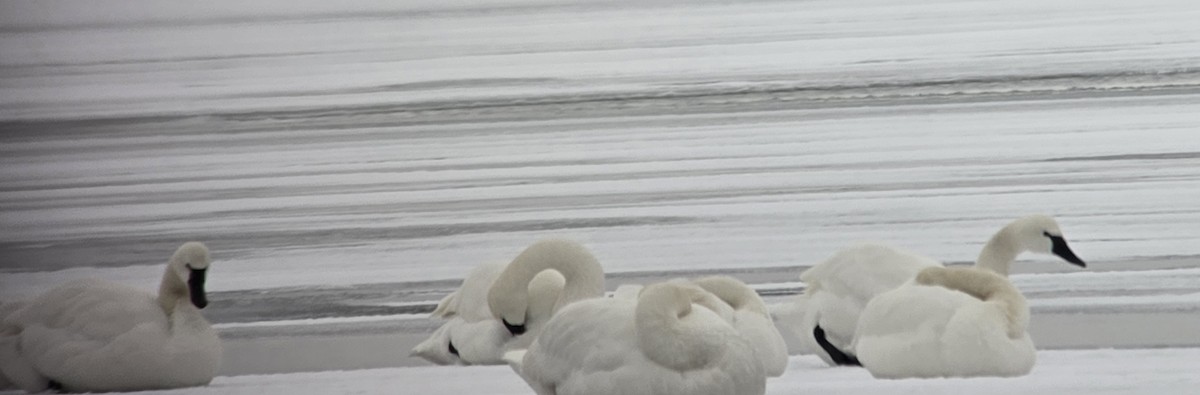 Tundra Swan - ML646327154