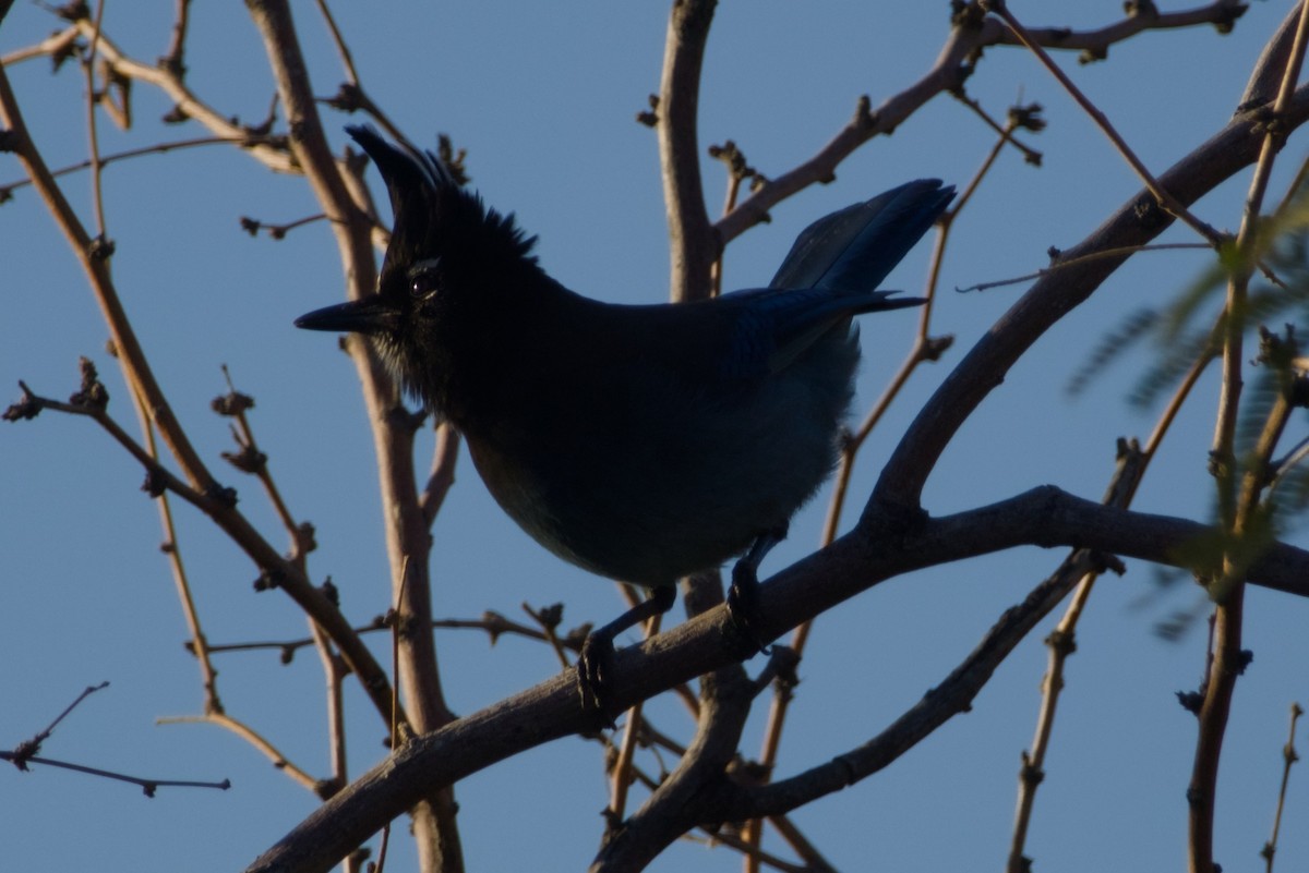 Steller Kargası [diademata grubu] - ML646327155