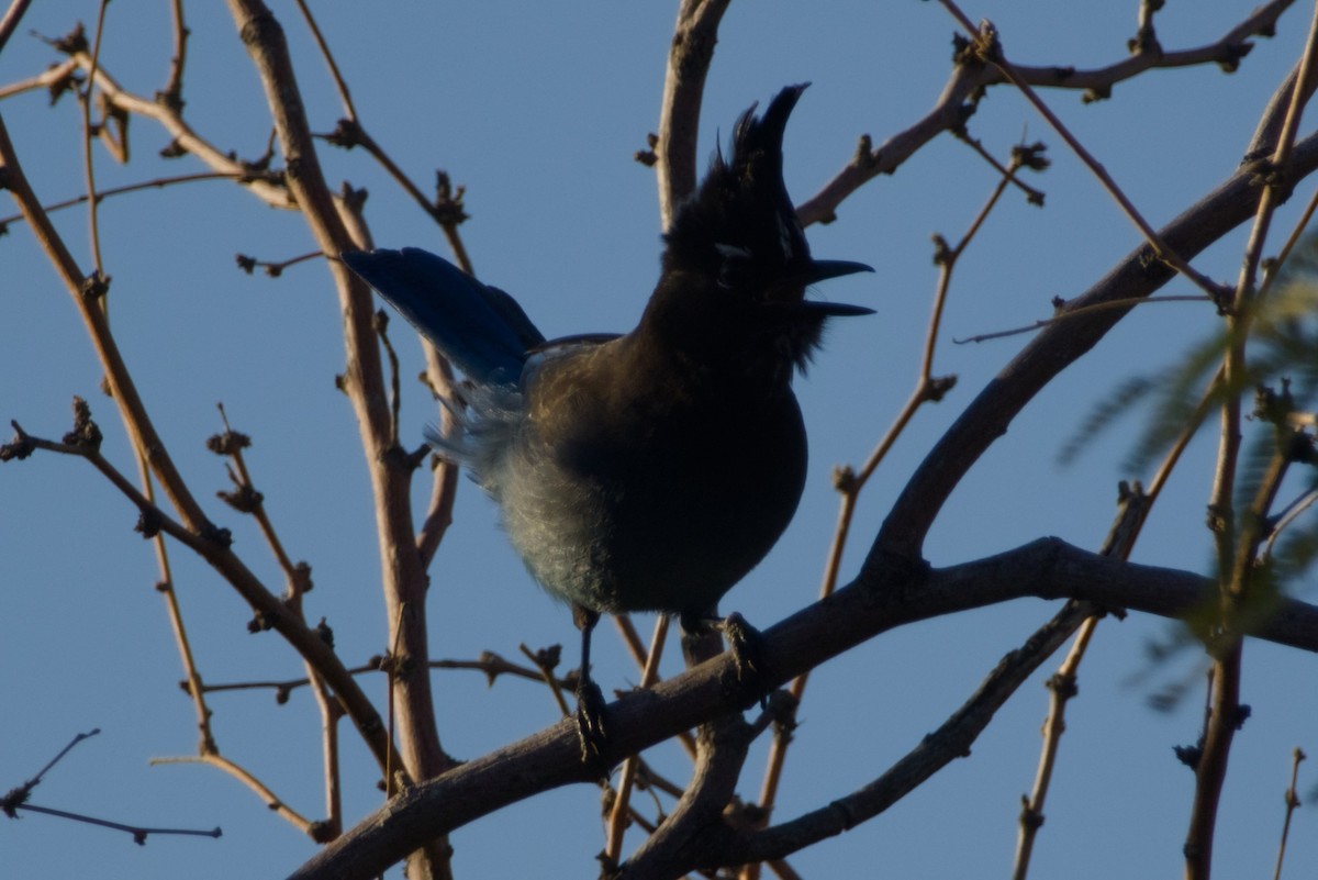 Steller Kargası [diademata grubu] - ML646327156