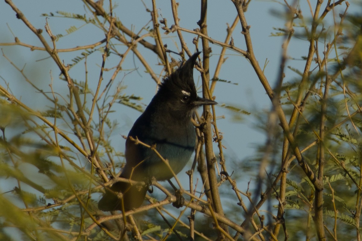 Steller Kargası [diademata grubu] - ML646327157