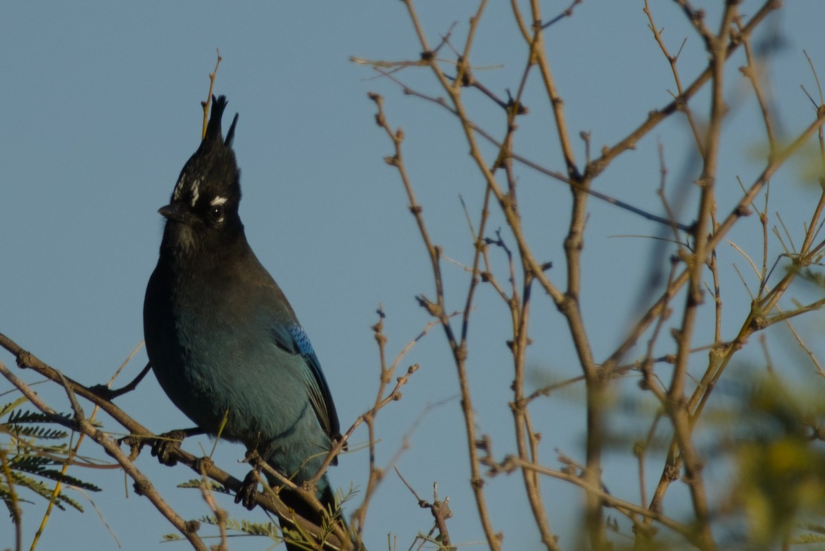 Steller Kargası [diademata grubu] - ML646327158