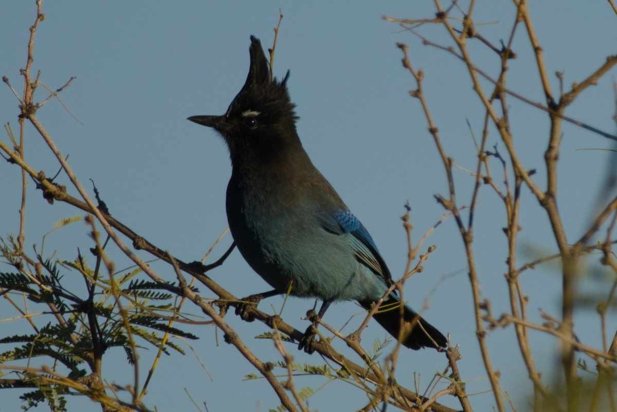 Steller Kargası [diademata grubu] - ML646327159