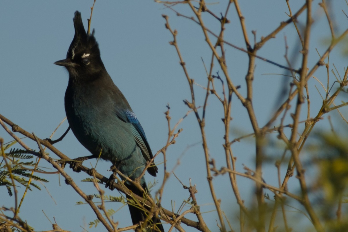 Steller Kargası [diademata grubu] - ML646327160