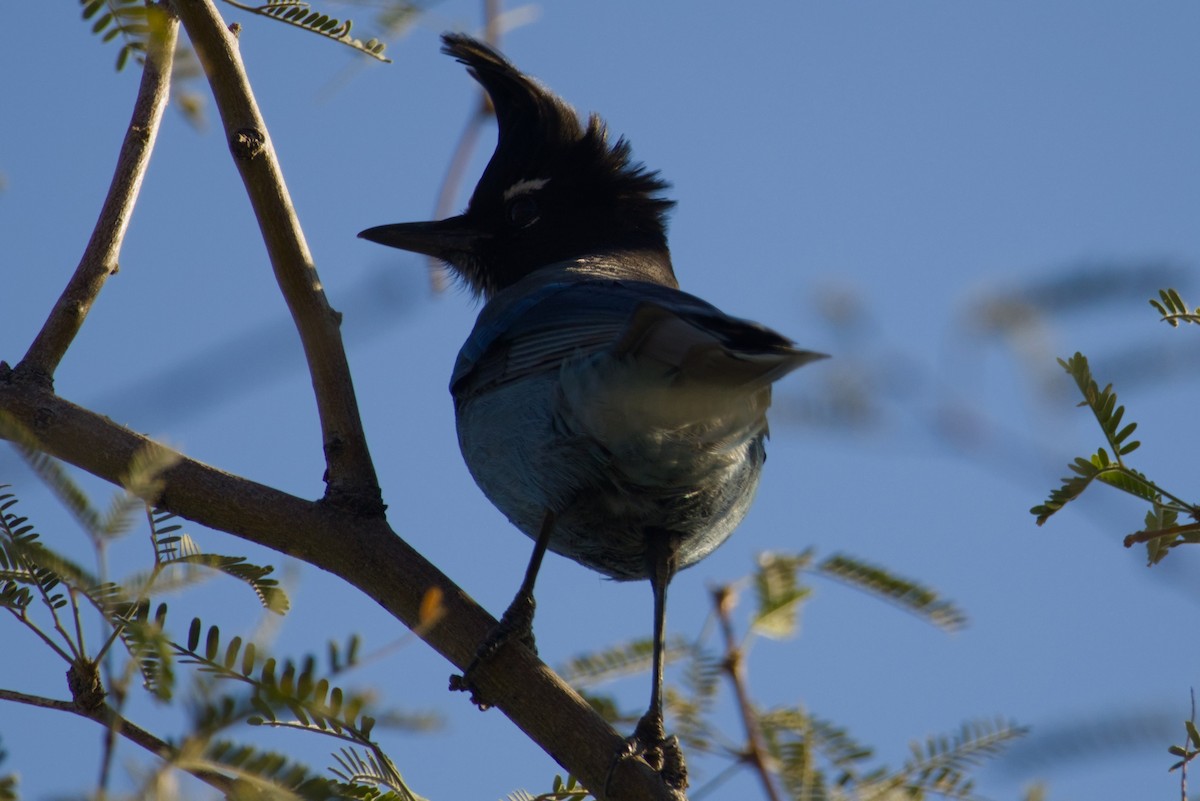 Steller Kargası [diademata grubu] - ML646327161