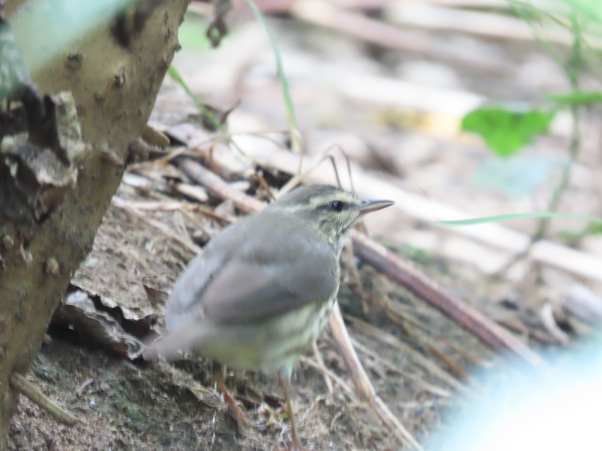 Northern Waterthrush - ML646327163