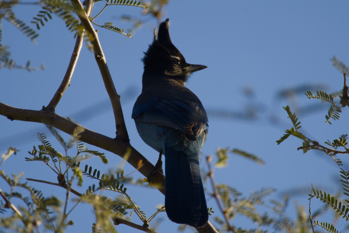 Steller Kargası [diademata grubu] - ML646327167