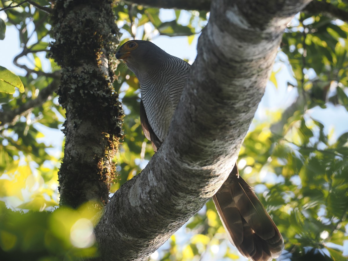 Barred Forest-Falcon - ML646327170