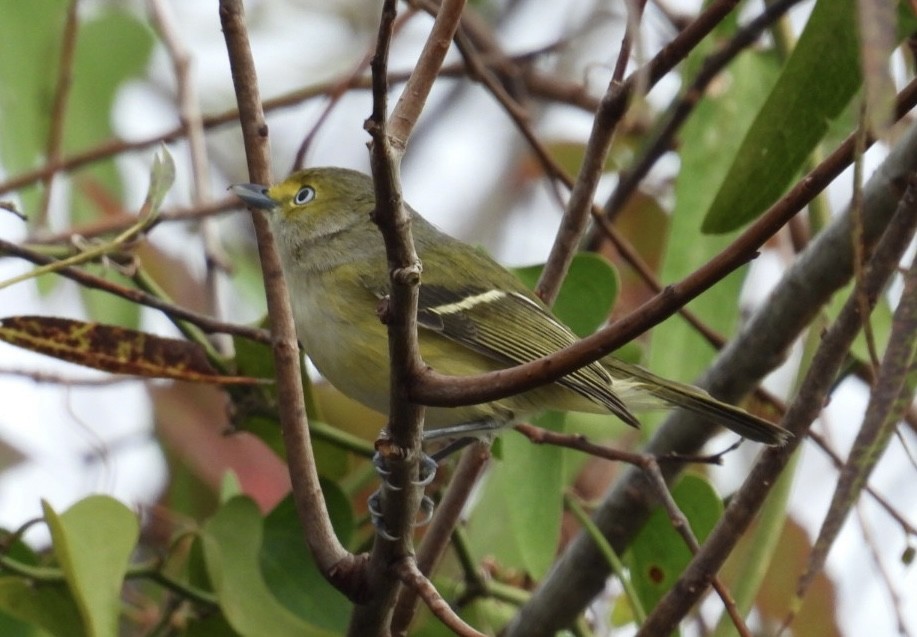 White-eyed Vireo - ML646327171