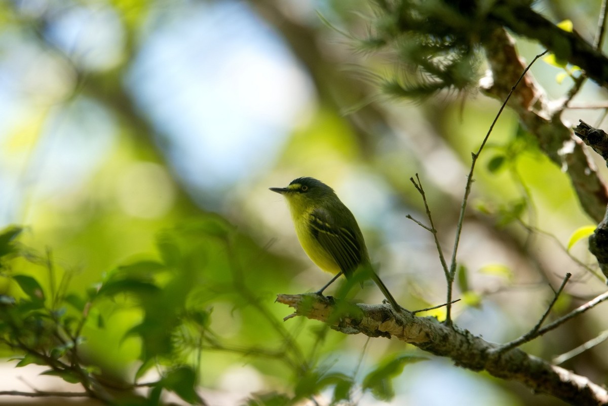 Gray-headed Tody-Flycatcher - ML646327175