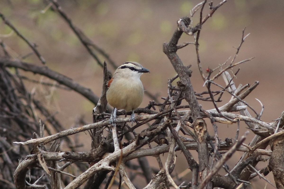 Brown-crowned Tchagra - ML646327176