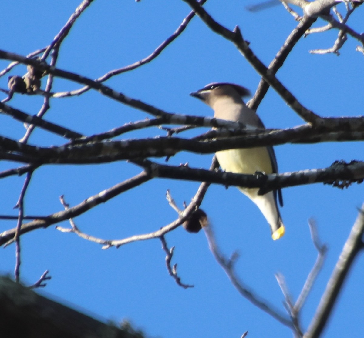 brkoslav americký - ML646327177