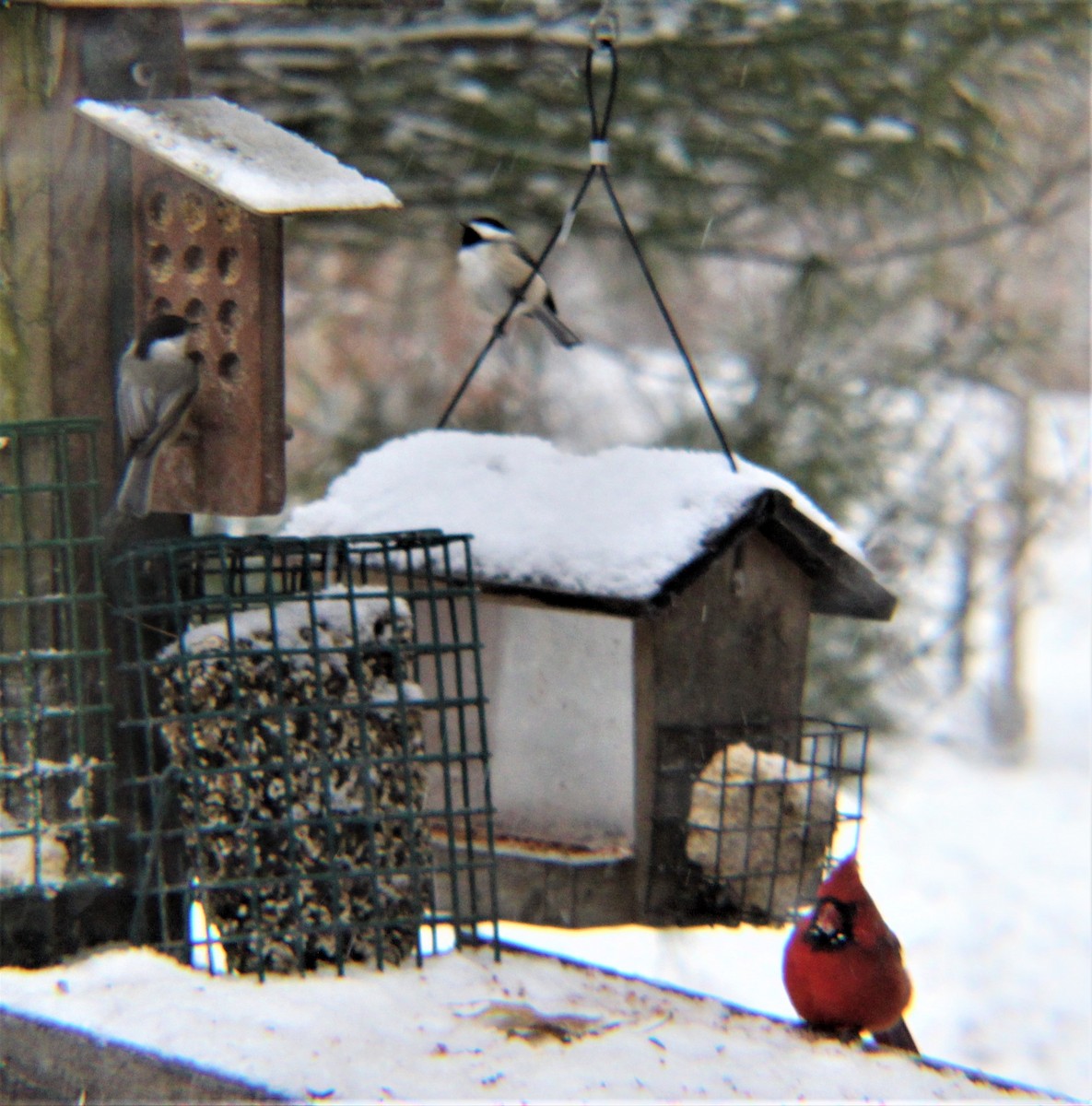 Carolina Chickadee - ML646327185