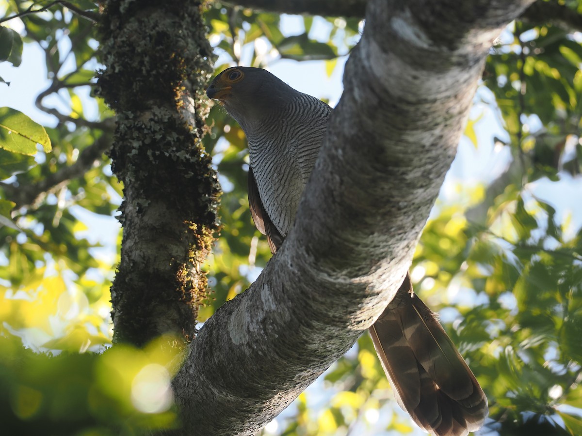 Barred Forest-Falcon - ML646327186