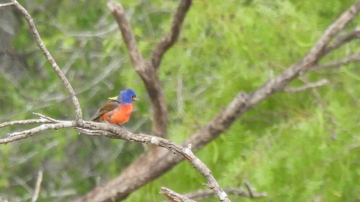 Painted Bunting - ML646327187