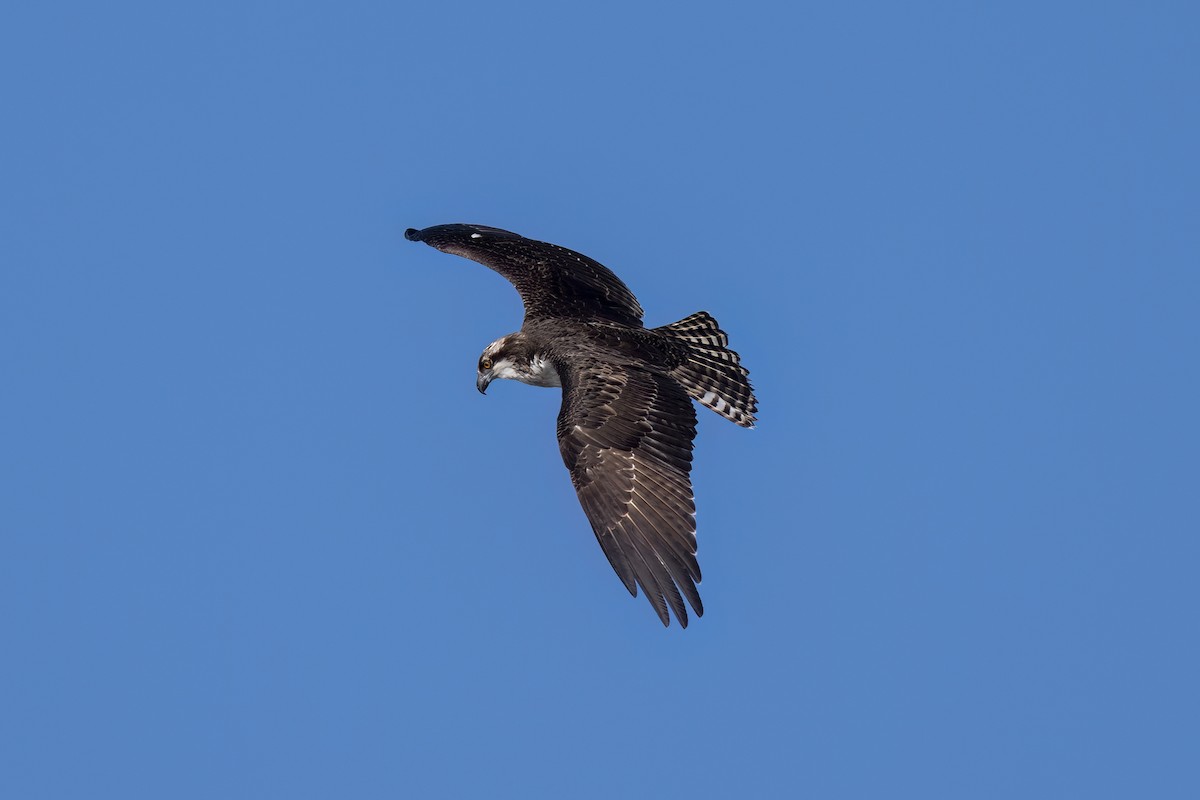 Osprey - ML646327188