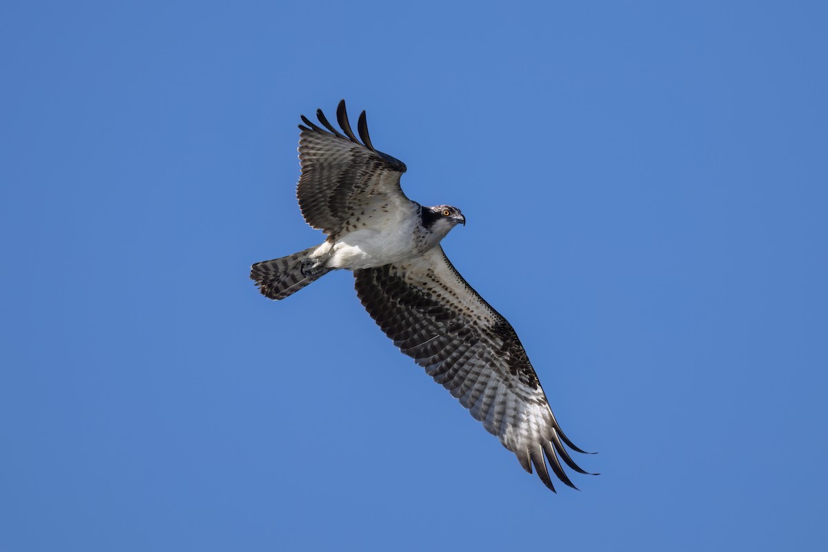Osprey - ML646327189