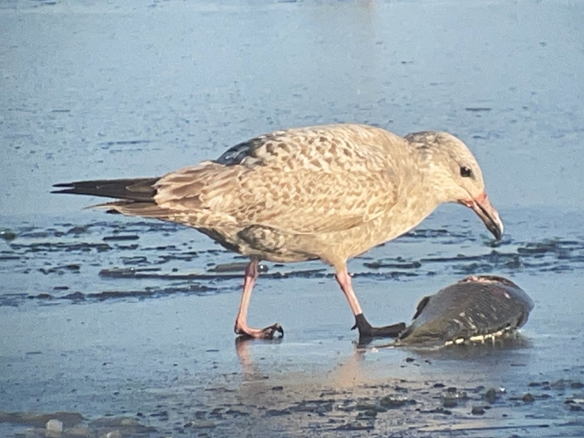 American Herring Gull - ML646327191