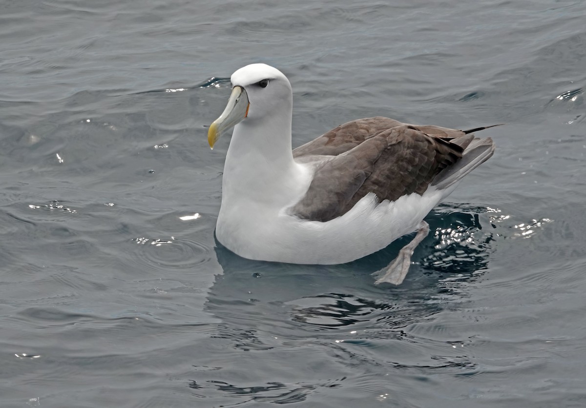 White-capped Albatross - ML646327192