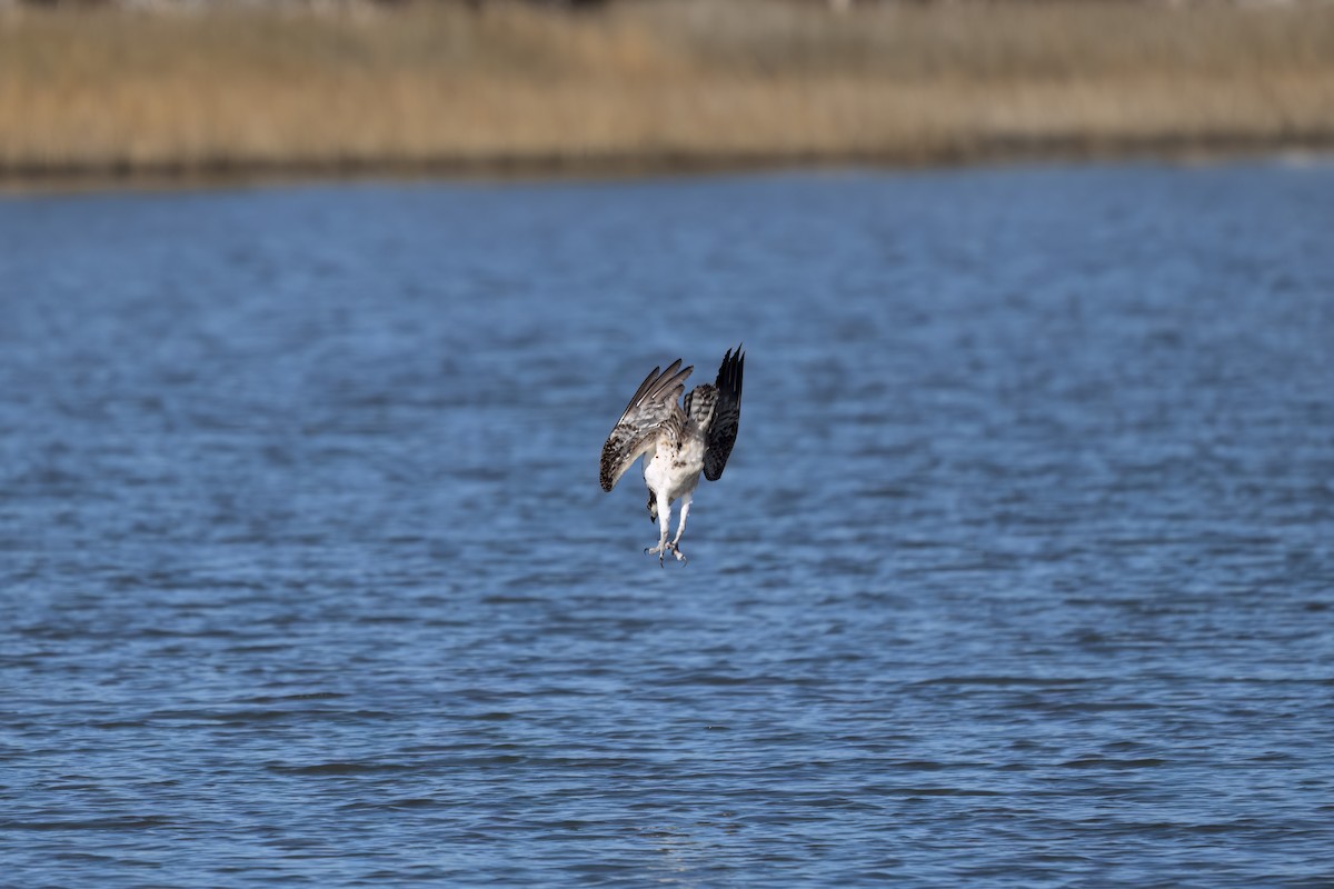 Osprey - ML646327194