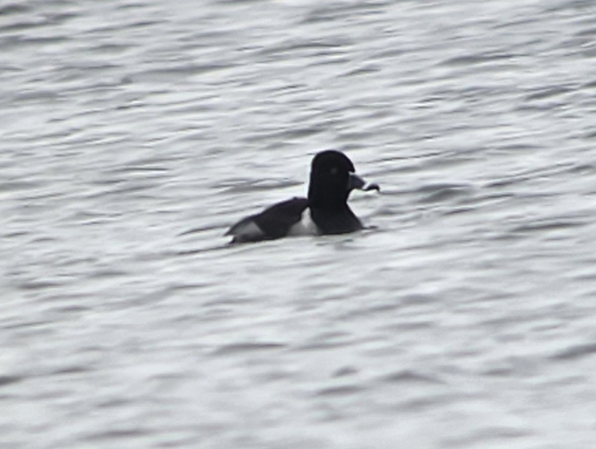 Ring-necked Duck - ML646327197