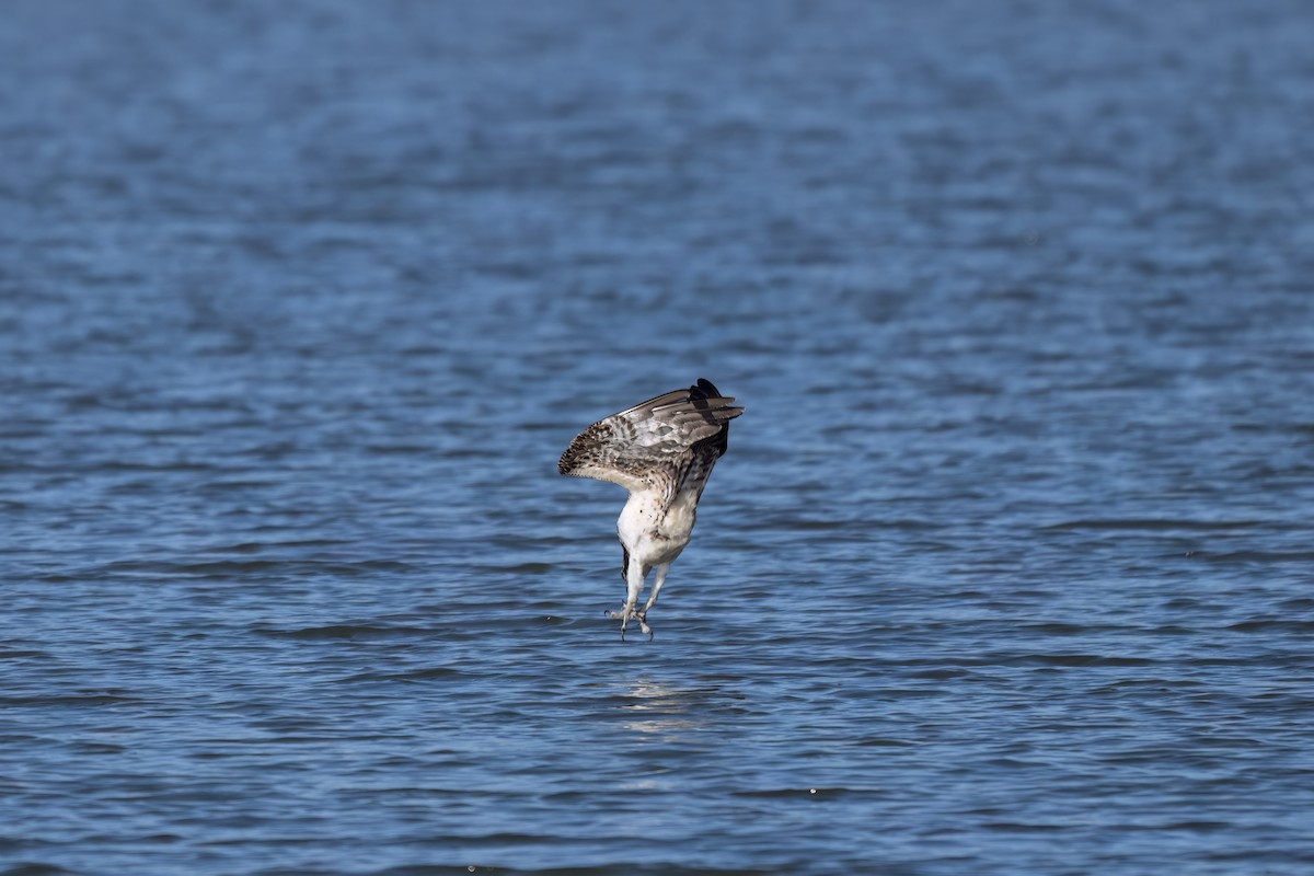 Osprey - ML646327202