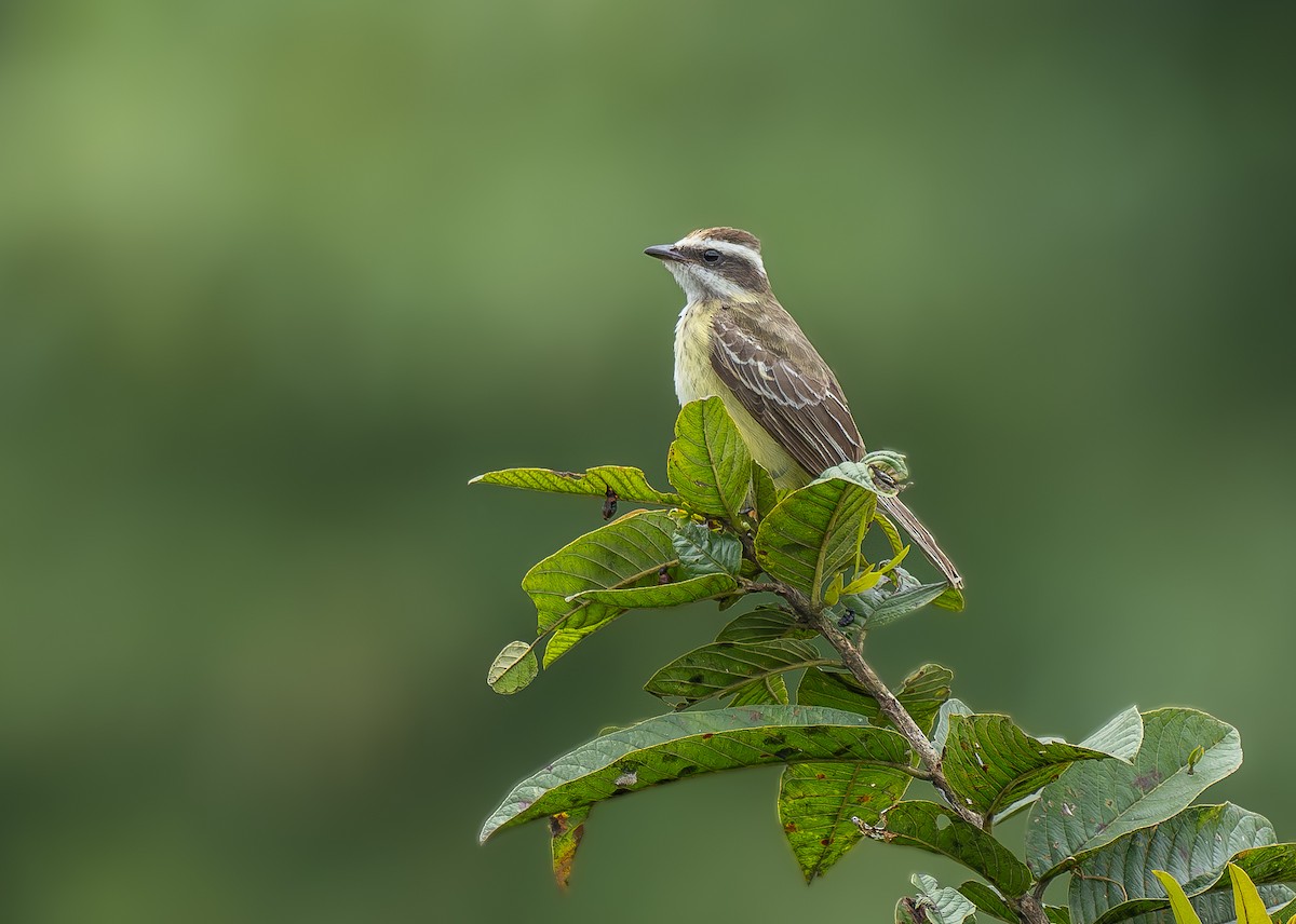 Тиран-розбійник - ML646327203