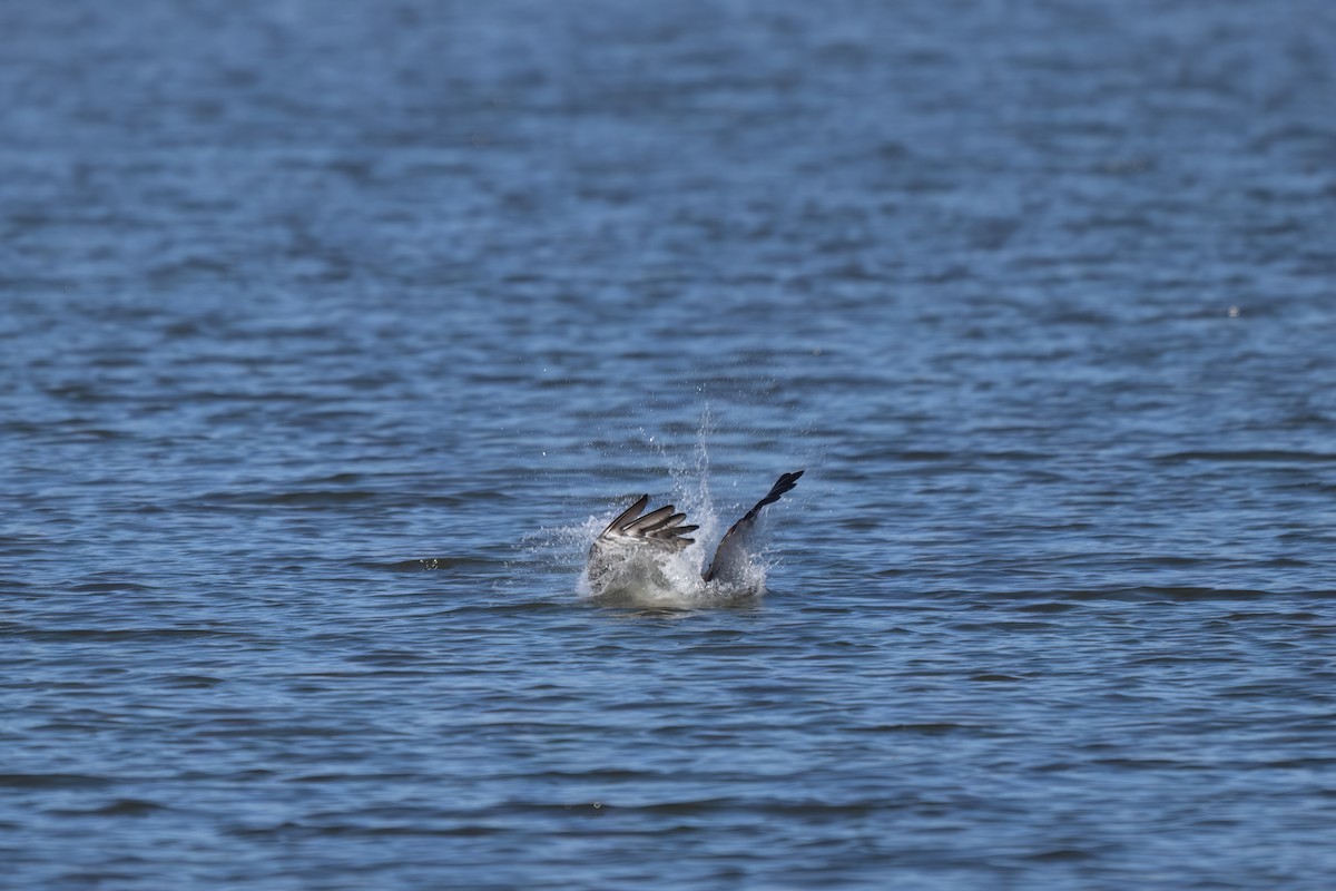 Osprey - ML646327204