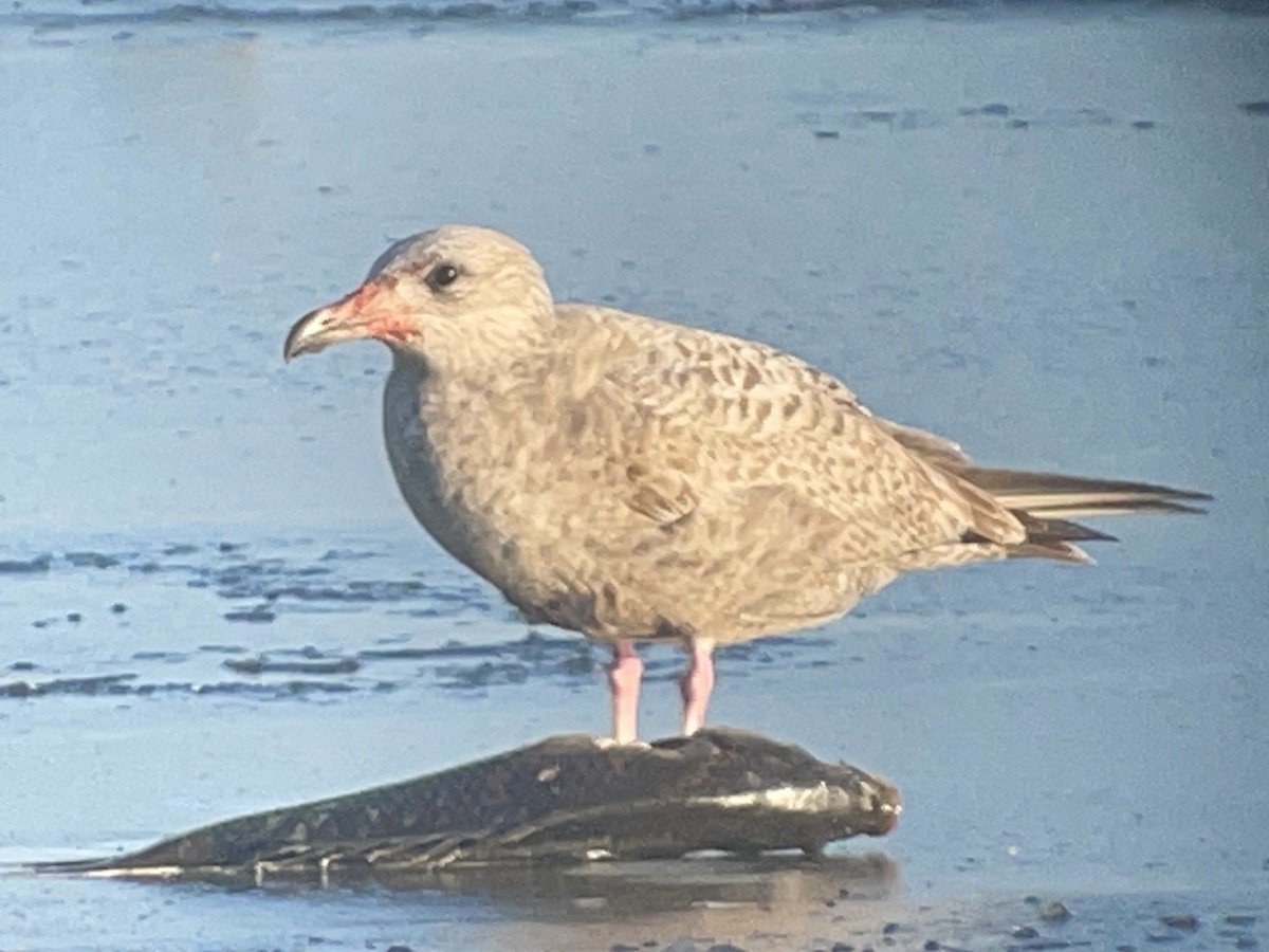 American Herring Gull - ML646327210