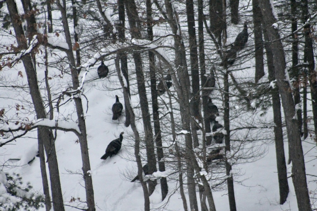 Wild Turkey - ML646327211