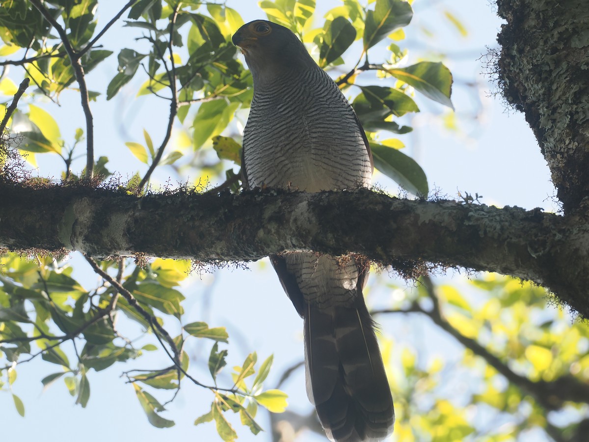 Barred Forest-Falcon - ML646327212