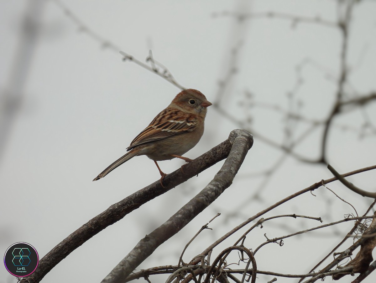 Field Sparrow - ML646327219