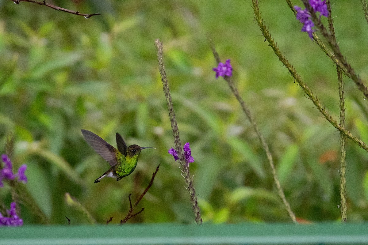 Coppery-headed Emerald - ML646327225