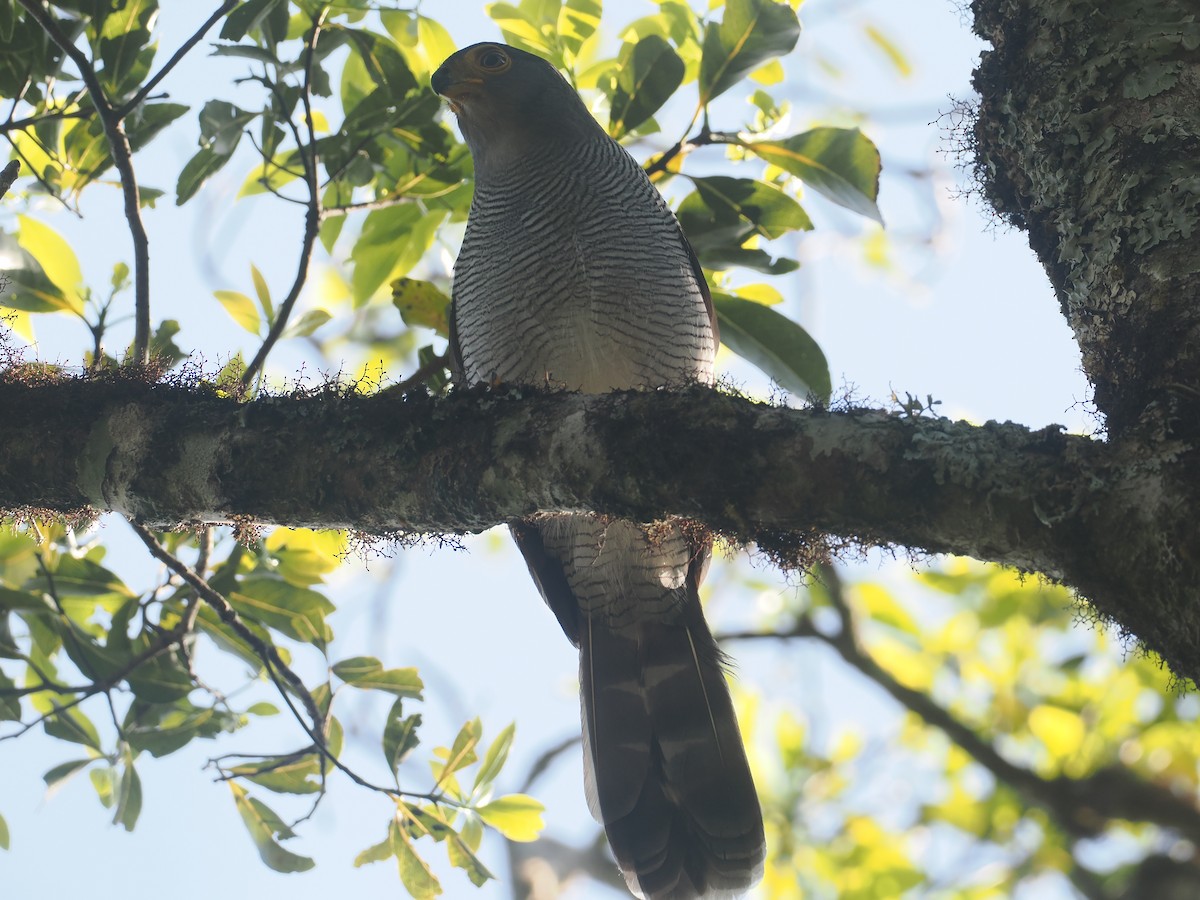 Barred Forest-Falcon - ML646327226