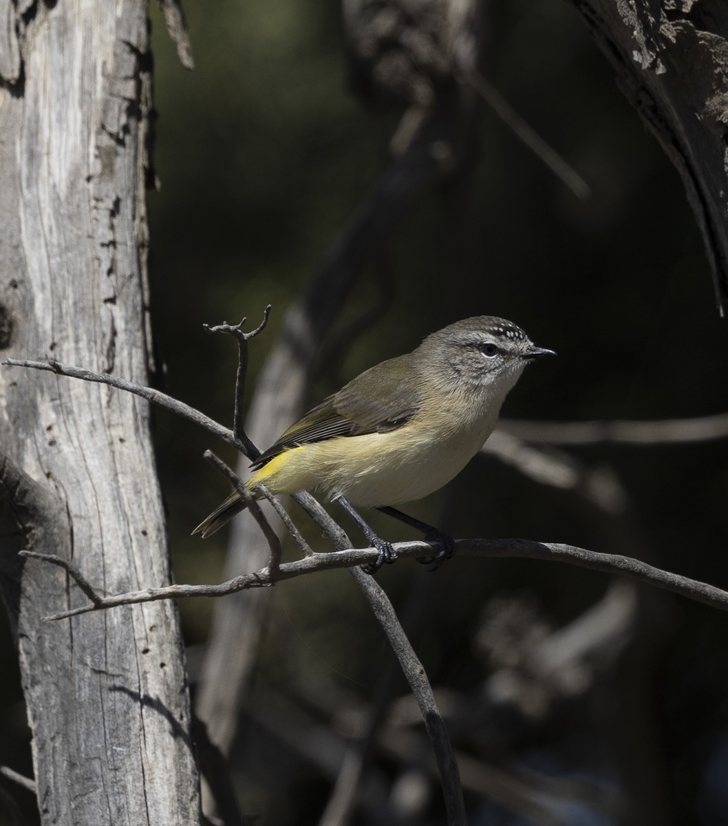 Sarı Belli Dikengaga - ML646327242