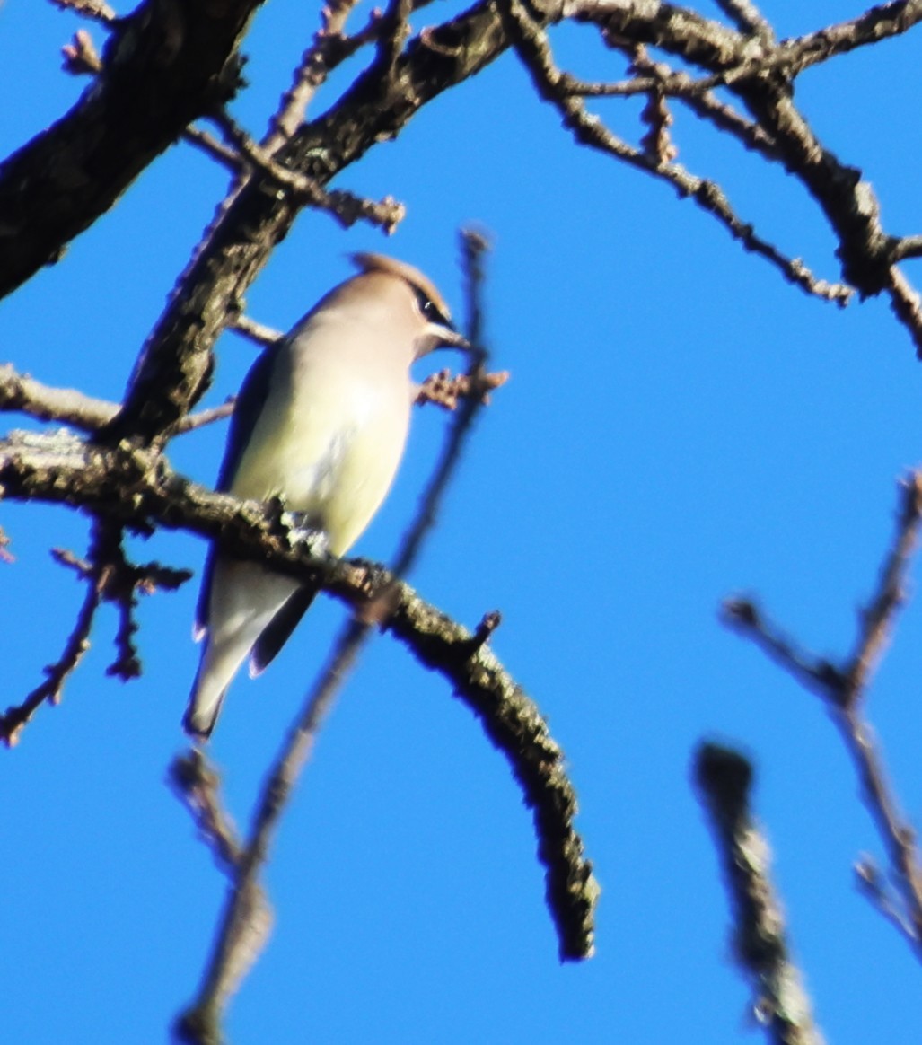 brkoslav americký - ML646327243