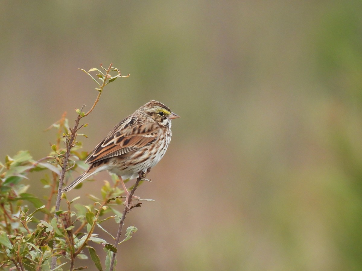 Savannah Sparrow - ML646327244