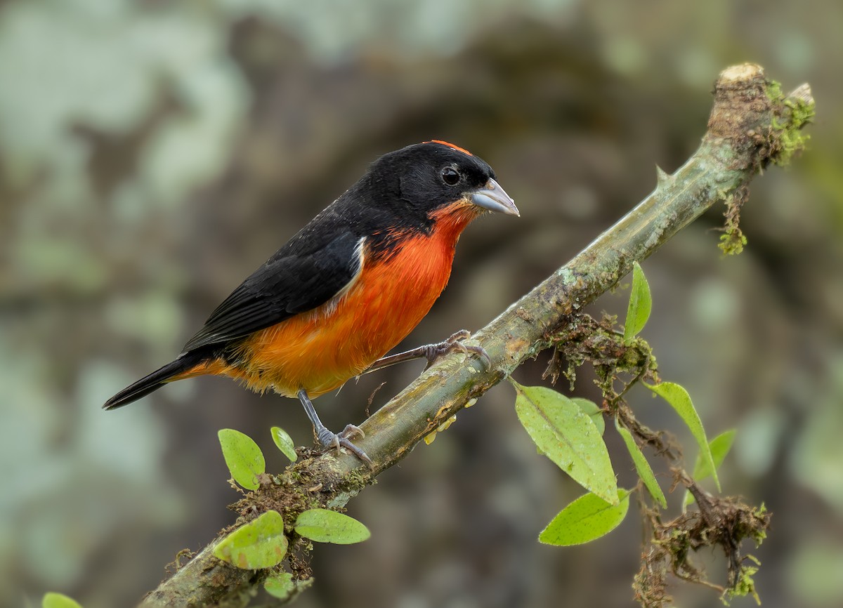 Кармінка - ML646327245