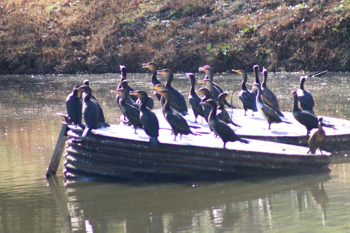 Double-crested Cormorant - ML646327246