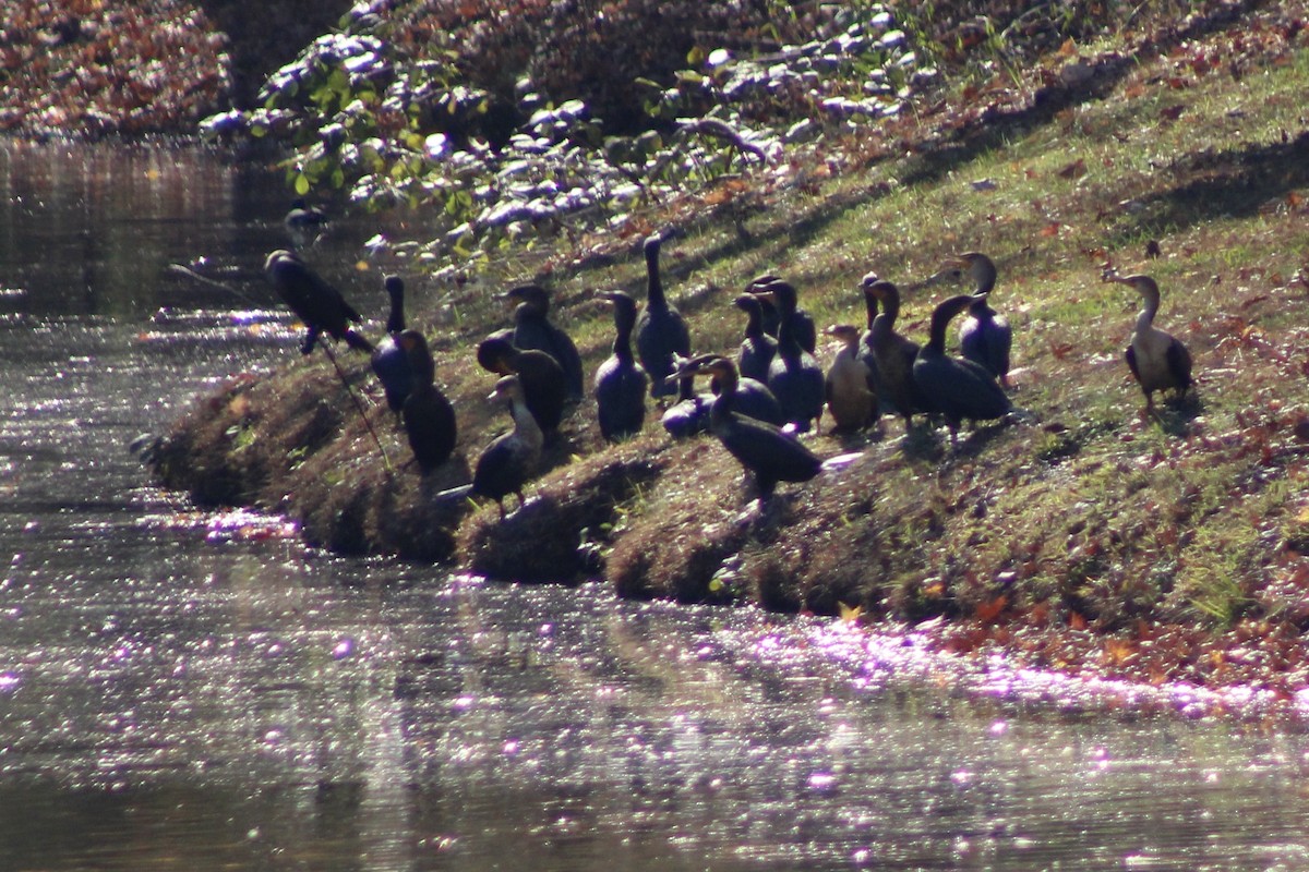 Double-crested Cormorant - ML646327254