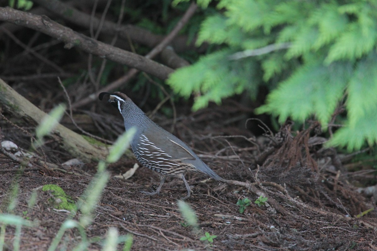 California Quail - ML646327255
