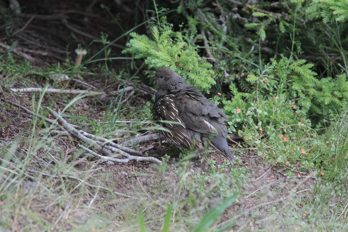 California Quail - ML646327256