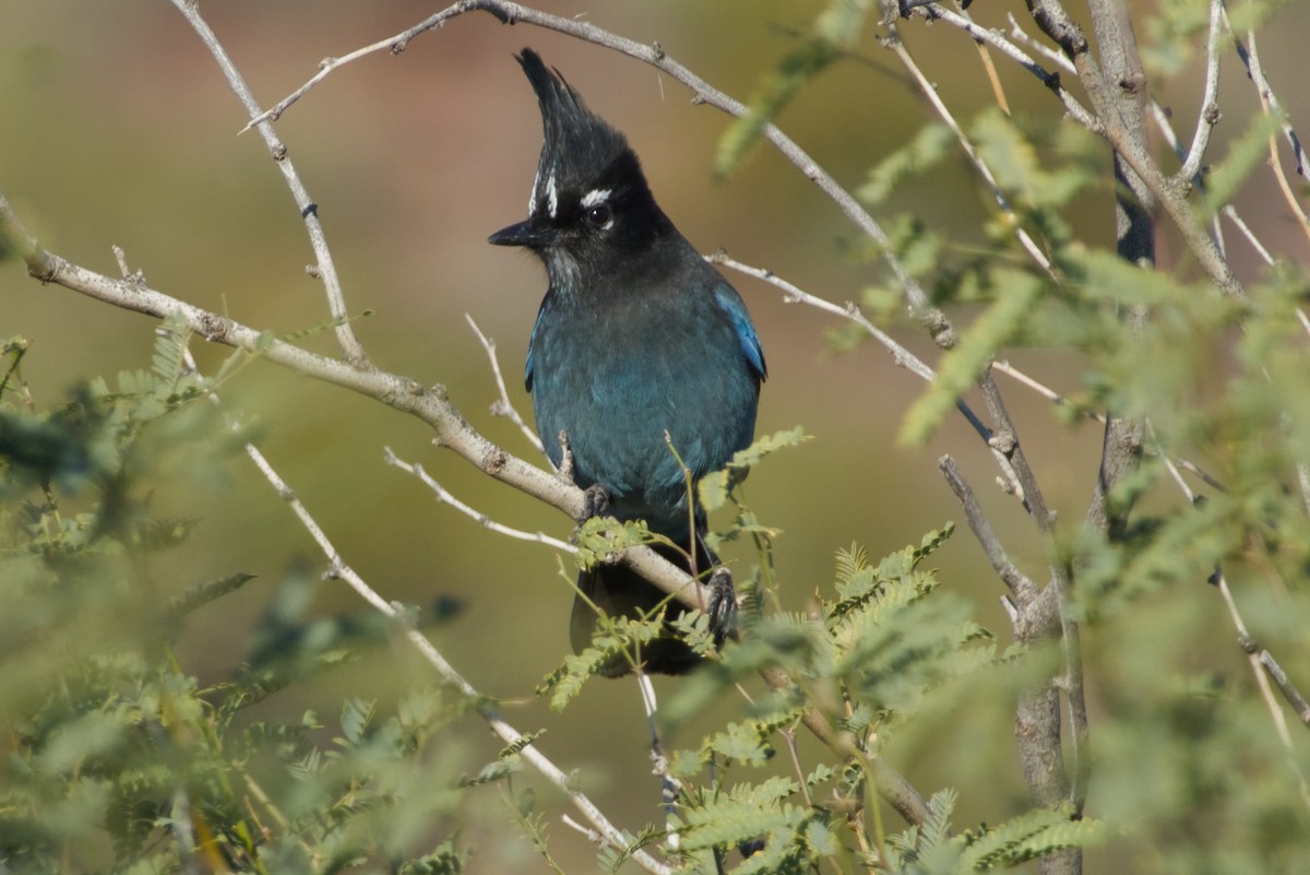 Steller Kargası [diademata grubu] - ML646327261