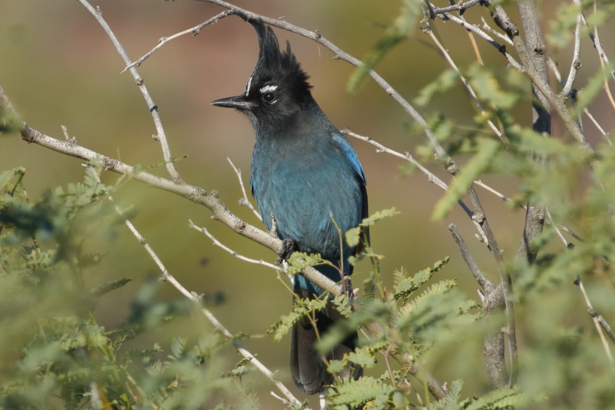 Steller Kargası [diademata grubu] - ML646327262